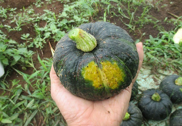 の 方法 かぼちゃ 栽培 カボチャの栽培は意外と簡単！ 栽培方法と初心者におすすめの品種
